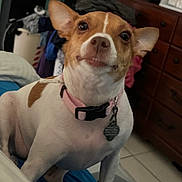 Nala joined the competition — help win amazing prizes! dog, pet, indoor, collar, tag, brown_and_white, small_dog, cute, looking_up, bed, couch, furniture, dresser, household, tile_floor, ears_up, close_up, animal, domestic, companion