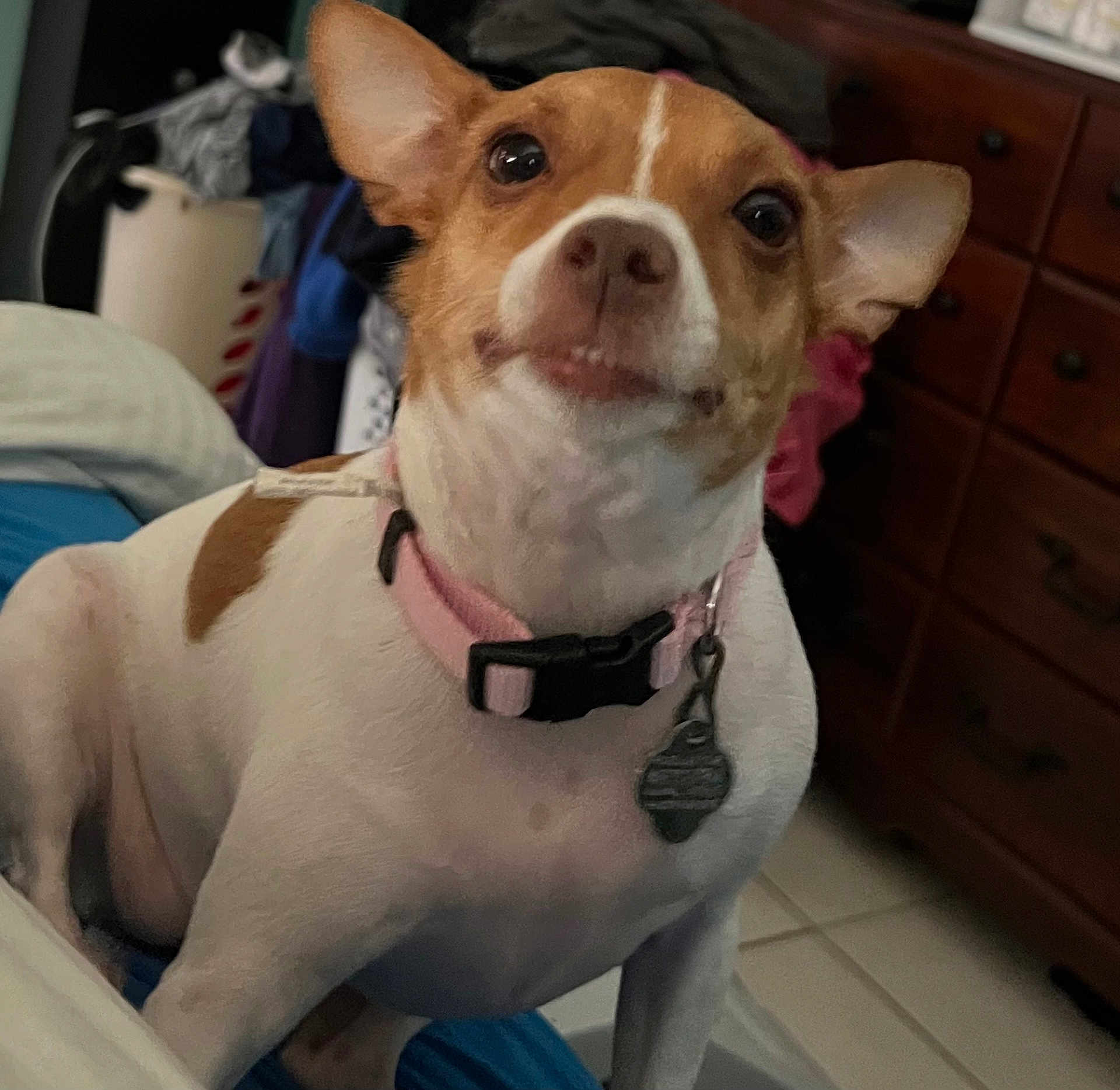 Nala joined the competition — help win amazing prizes! dog, pet, indoor, collar, tag, brown_and_white, small_dog, cute, looking_up, bed, couch, furniture, dresser, household, tile_floor, ears_up, close_up, animal, domestic, companion