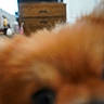 Priscila joined the competition — help win amazing prizes! cat, orange_cat, ginger_cat, pet, animal, furry, fur, close_up, blurry, out_of_focus, indoor, bedroom, dresser, furniture, window, home, portrait, warm_colors, abstract, camera_obstruction