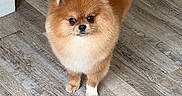 Priscila joined the competition — help win amazing prizes! dog, pomeranian, fluffy, small_dog, orange_fur, white_chest, white_paws, pointed_ears, curled_tail, cute, portrait, standing, indoors, wooden_floor, flooring, home, pet, animal, looking_at_camera, adorable