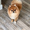 dog, pomeranian, fluffy, small_dog, orange_fur, white_chest, white_paws, pointed_ears, curled_tail, cute, portrait, standing, indoors, wooden_floor, flooring, home, pet, animal, looking_at_camera, adorable