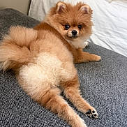 Priscila joined the competition — help win amazing prizes! dog, pomeranian, puppy, fluffy, orange_fur, small_dog, long_hair, lying_down, stretching, paws, black_nose, dark_eyes, cute, pet, bed, bedroom, gray_blanket, white_pillows, indoor, portrait