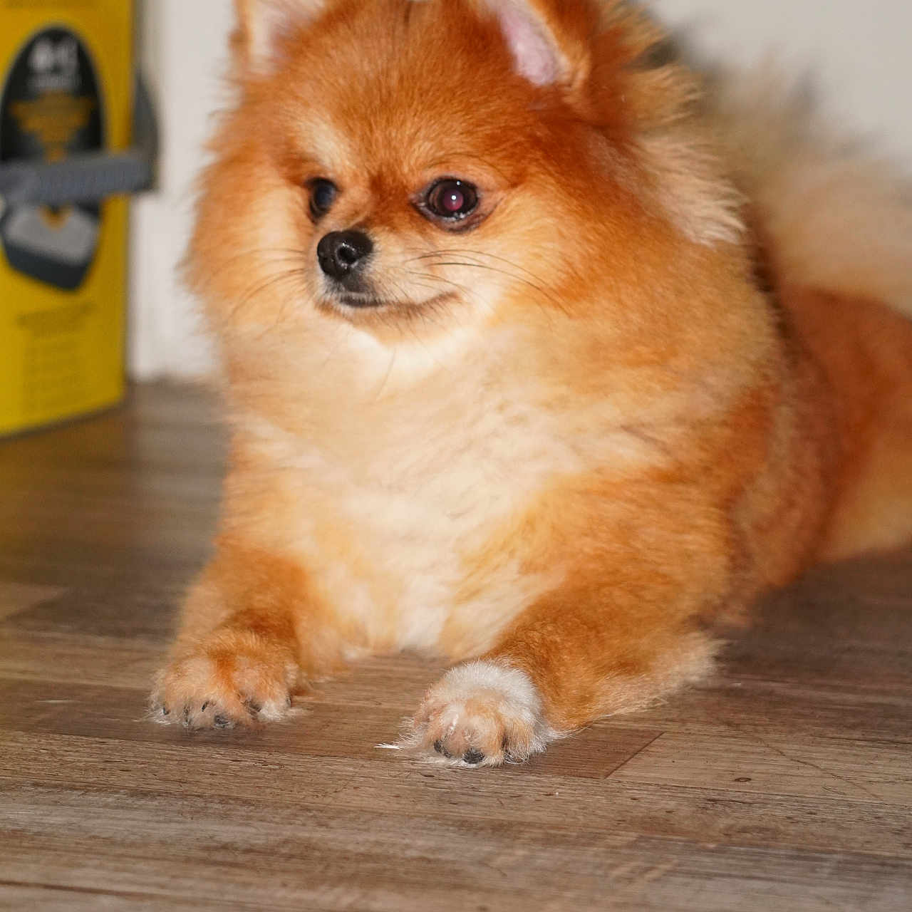 Priscila is registered to the contest to win money with this photo: dog, pomeranian, small_dog, fluffy, orange_fur, canine, pet, animal, portrait, indoors, wooden_floor, sitting, lying_down, paws, ears, nose, eyes, fur, home, adorable