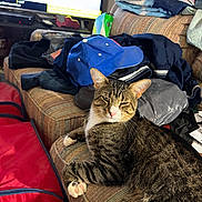 Mr G joined the competition — help win amazing prizes! cat, tabby, couch, clothing, hat, blanket, indoor, pet, furniture, relaxed, paw, striped, pink_nose, whiskers, household, messy, resting, fur, domestic, cozy