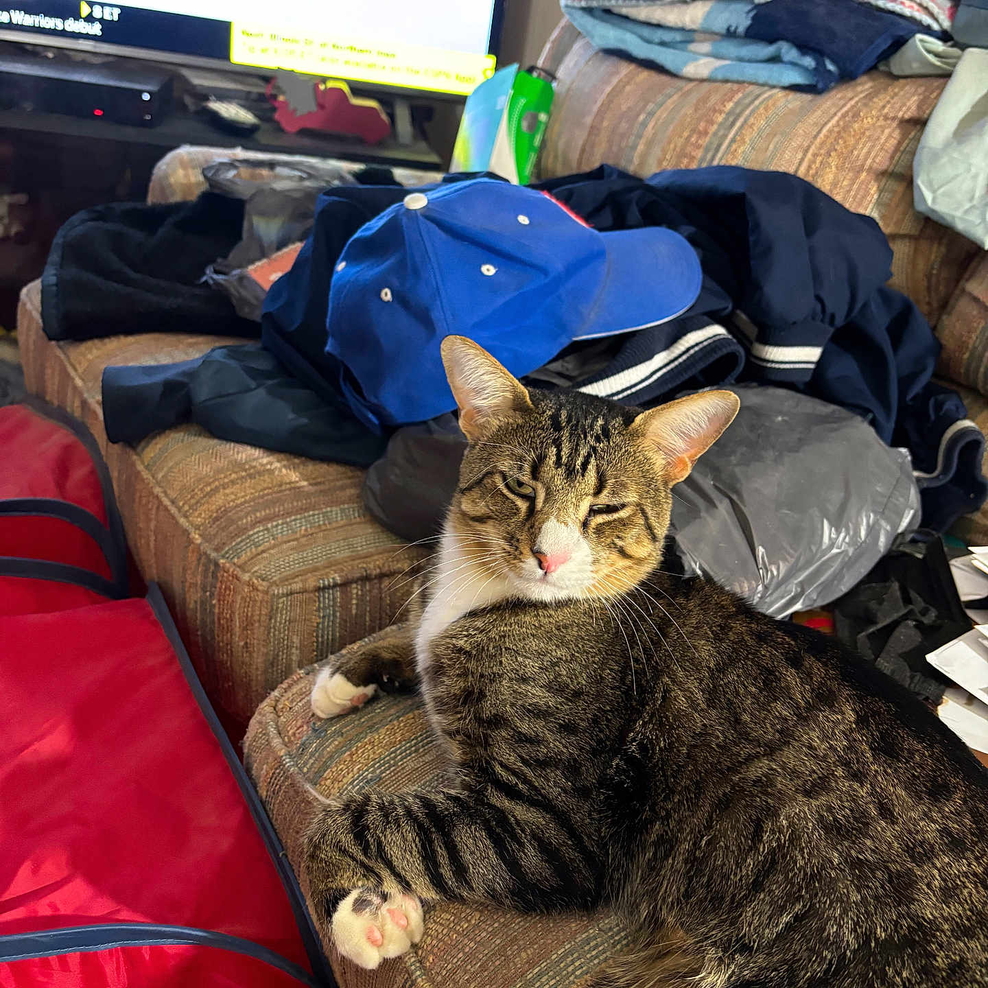 Mr G joined the competition — help win amazing prizes! blanket, cat, clothing, couch, cozy, domestic, fur, furniture, hat, household, indoor, messy, paw, pet, pink_nose, relaxed, resting, striped, tabby, whiskers