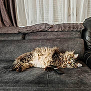 Molly participe au concours pour gagner de l'argent avec cette photo : animal, cat, couch, cozy, curtains, cushions, domestic, eyes, feline, fluffy, fur, indoor, lazy, living_room, pet, relaxing, remote_control, resting, sofa, tabby
