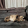 animal, cat, couch, cozy, curtains, cushions, domestic, eyes, feline, fluffy, fur, indoor, lazy, living_room, pet, relaxing, remote_control, resting, sofa, tabby