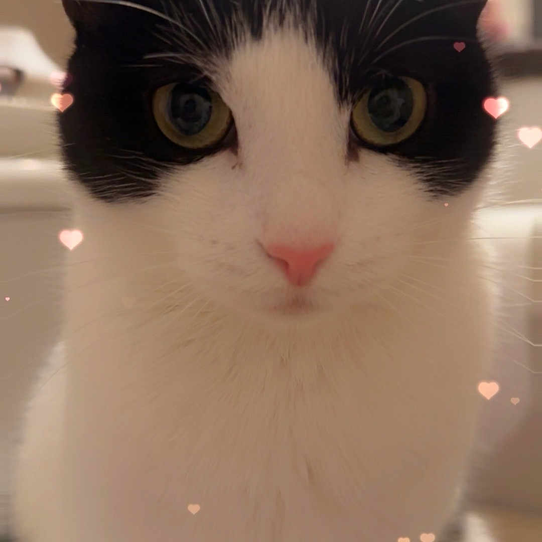 Olive joined the competition — help win amazing prizes! adorable, animal, black_and_white, cat, close_up, cute, domestic_cat, ears, eyes, feline, fluffy, focused, heart_effects, indoor, pet, pink_nose, portrait, soft_light, whiskers, whiskers_visible