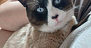 Orion a rejoint le concours — aidez-le/la à gagner de superbes lots ! cat, feline, blue_eyes, tuxedo_cat, pointed_coat, whiskers, ears, pet, animal, close_up, portrait, indoors, couch, blanket, relaxed, lying_down, staring, black_and_white, fur, home