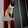 cat, siamese_cat, pet, animal, sitting, scratching_post, cat_tree, collar, green_collar, window, indoor, home, curtains, red_curtains, shutters, glass_door, night, portrait, feline, watching