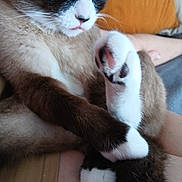 Orion a rejoint le concours — aidez-le/la à gagner de superbes lots ! cat, black_and_white, fluffy, furry, pet, animal, whiskers, paws, white_paws, pink_nose, blue_eyes, sitting, lounging, portrait, close_up, indoors, lap, couch, relaxed, playful