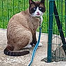 cat, animal, pet, feline, sitting, outdoor, fence, wire_fence, leash, collar, blue_leash, brown_fur, white_fur, dark_fur, blue_eyes, tongue_out, green_background, concrete, backyard, portrait