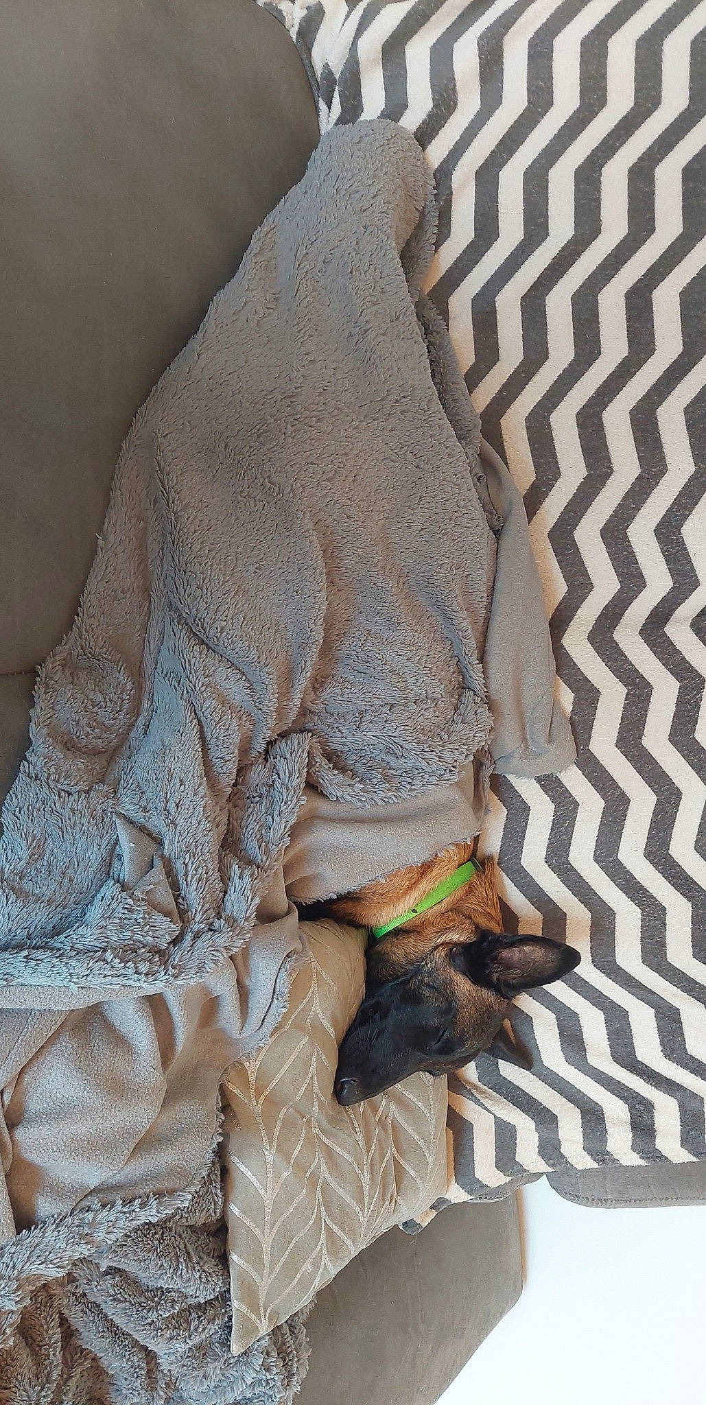 Taya a rejoint le concours — aidez-le/la à gagner de superbes lots ! beak, carnivore, comfort, fawn, feather, felidae, fur, grey, linens, liver, pattern, peach, room, sleeve, small_to_medium_sized_cats, sporting_group, tail, terrestrial_animal, wildlife, wood