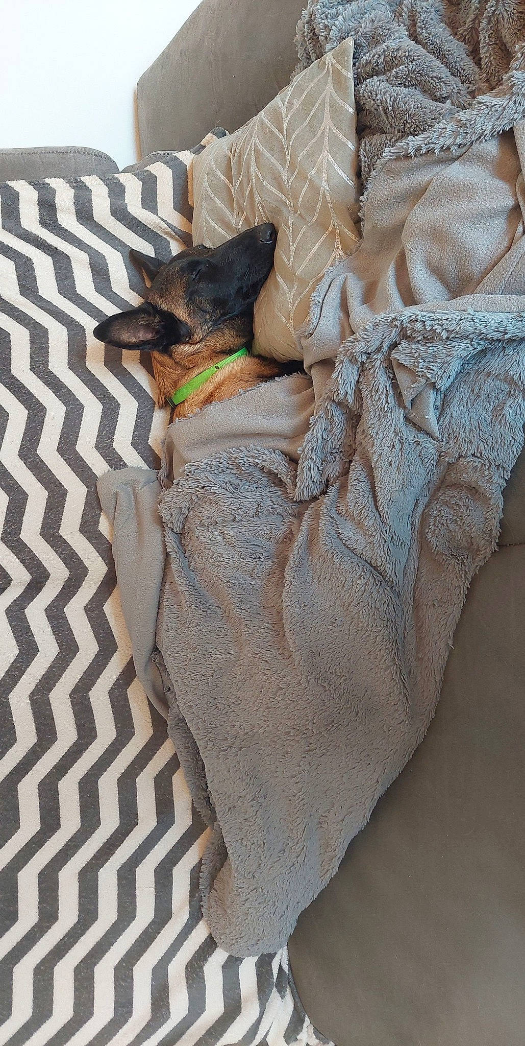 Taya a rejoint le concours — aidez-le/la à gagner de superbes lots ! bag, bedding, carnivore, comfort, companion_dog, couch, dog, dog_breed, dog_supply, fawn, felidae, flooring, fur, grey, linens, luggage_and_bags, pattern, small_to_medium_sized_cats, toy_dog, whiskers