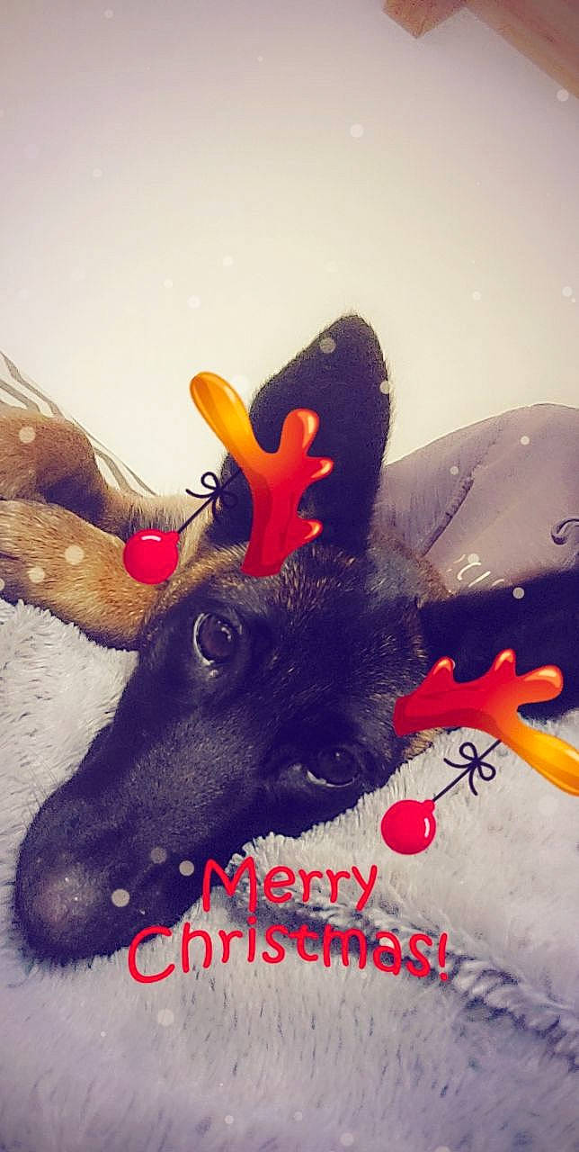 Taya a rejoint le concours — aidez-le/la à gagner de superbes lots ! art, cap, carmine, costume_hat, eyewear, fashion_accessory, fawn, feather, fun, fur, gesture, happy, head, horn, illustration, livestock, paint, selfie, visual_arts, working_animal