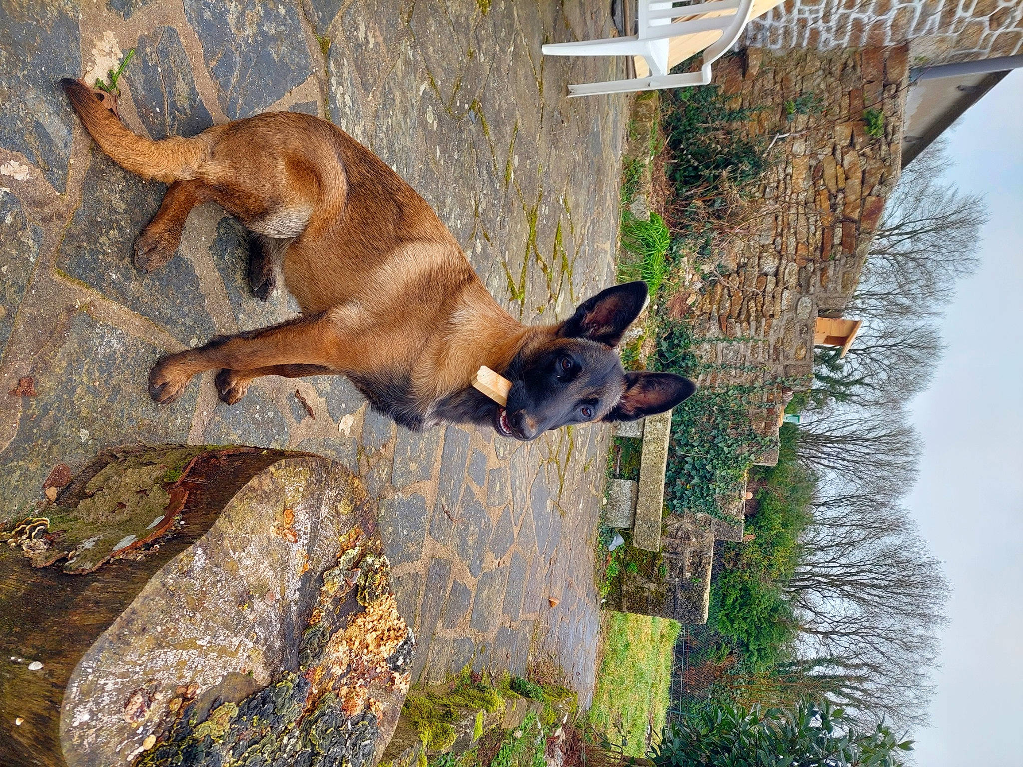 Taya participe au concours pour gagner de l'argent avec cette photo : canidae, carnivore, collar, dog, dog_breed, fawn, grass, plant, sporting_group, tail, terrestrial_animal, tree, water, wildlife, wood