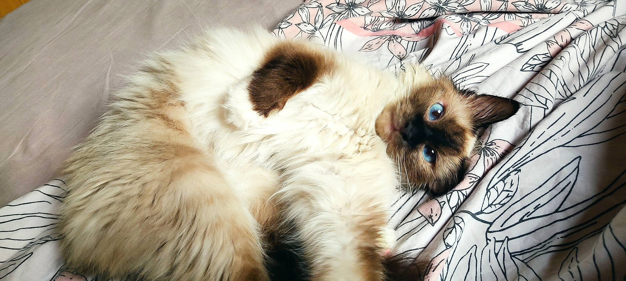 Rumba participe au concours pour gagner de l'argent avec cette photo : birman, british_longhair, carnivore, cat, claw, fawn, felidae, fur, paw, ragdoll, siamese, small_to_medium_sized_cats, snout, tail, terrestrial_animal, thai, whiskers, working_animal