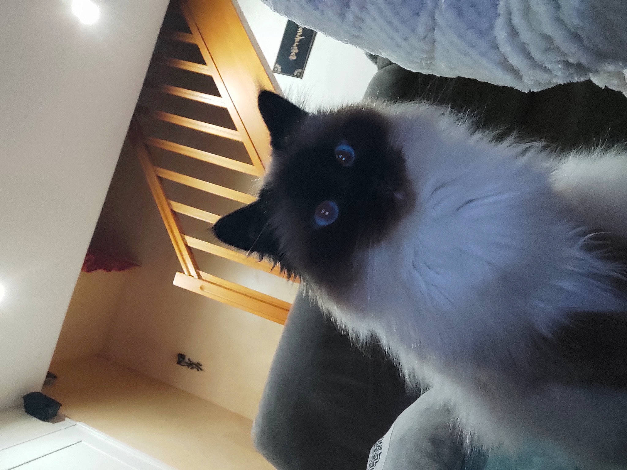 Rumba a rejoint le concours — aidez-le/la à gagner de superbes lots ! balinese, birman, british_longhair, carnivore, cat, ceiling, comfort, felidae, flooring, fur, hardwood, light_fixture, small_to_medium_sized_cats, snout, stairs, tail, tints_and_shades, whiskers, window, wood