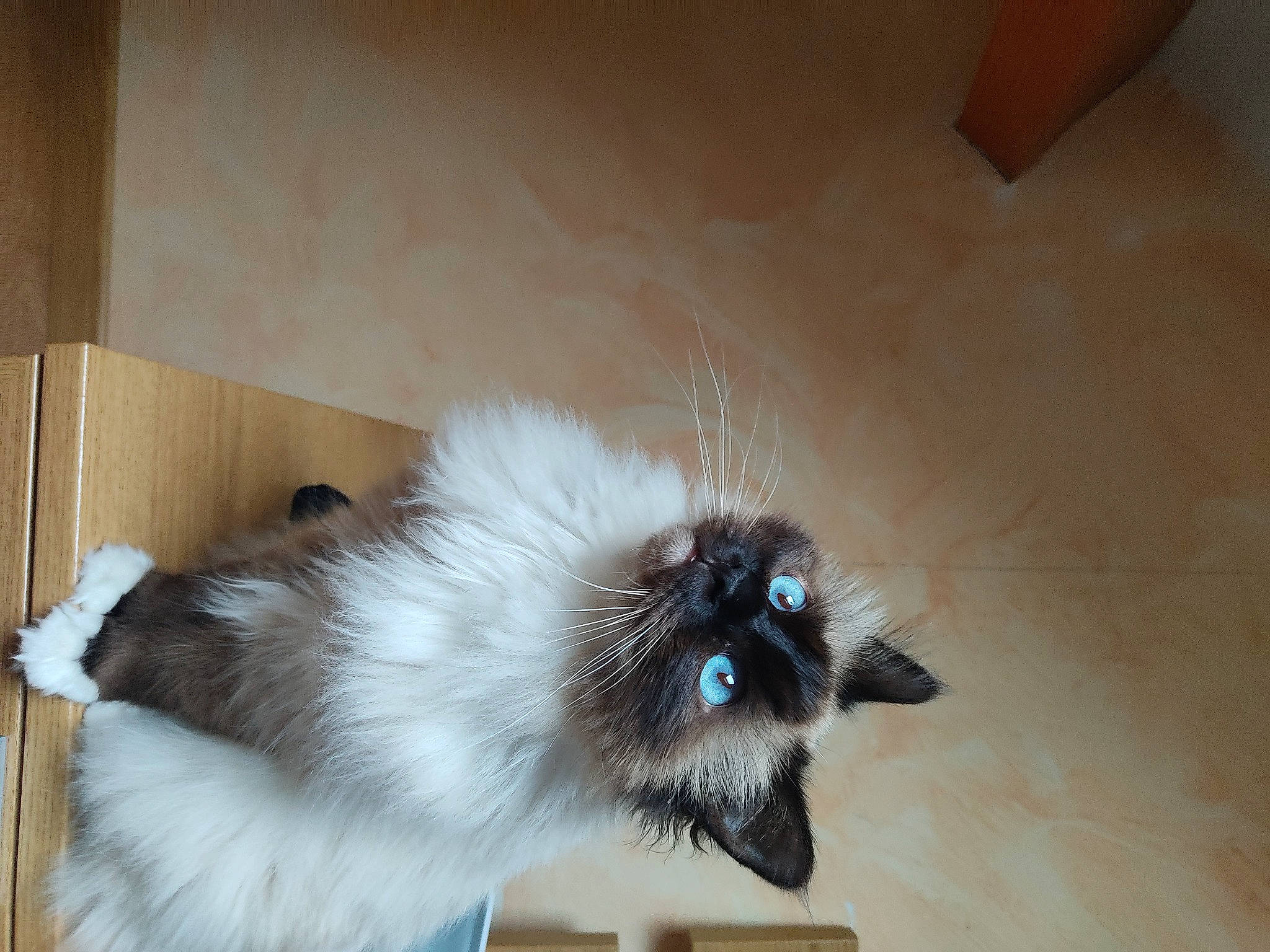 Rumba a rejoint le concours — aidez-le/la à gagner de superbes lots ! balinese, birman, carnivore, cat, companion_dog, dog_breed, fawn, felidae, flooring, fur, hardwood, paw, siamese, small_to_medium_sized_cats, snout, tail, whiskers, wood