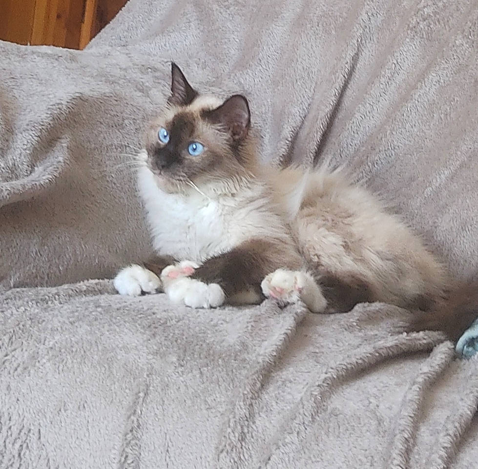 Rumba participe au concours pour gagner de l'argent avec cette photo : balinese, birman, carnivore, cat, cat_supply, claw, comfort, domestic_short_haired_cat, eye, fawn, felidae, fur, grey, paw, siamese, small_to_medium_sized_cats, snout, tail, thai, whiskers