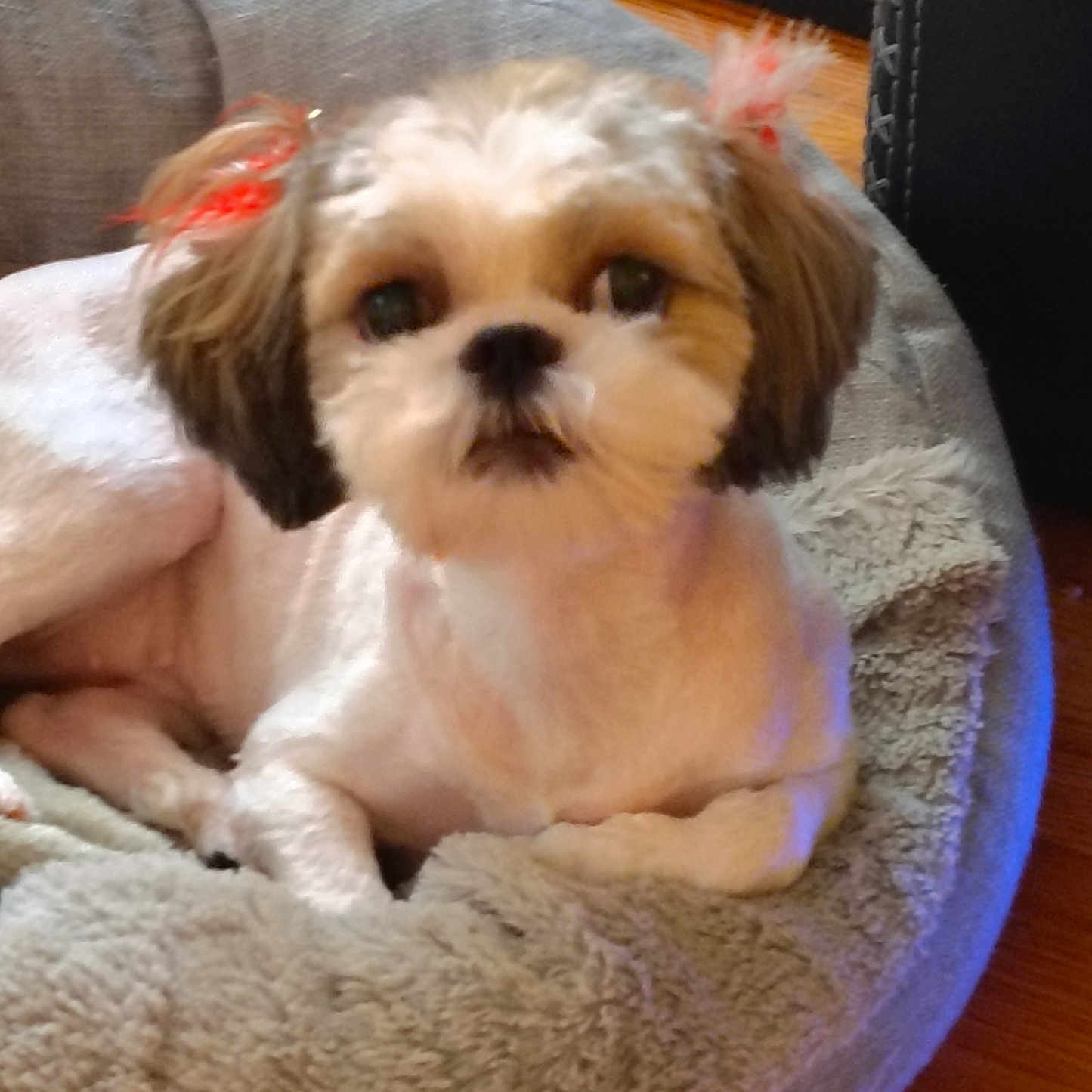 Lovee joined the competition — help win amazing prizes! adorable, animal, bed, bow, companion, cozy, cute, dog, ears, fluffy, fur, groomed, home, indoor, looking_up, pet, plush_bed, relaxed, small_dog, wooden_floor