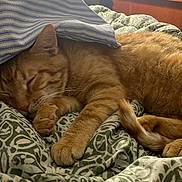 Whisky is registered to the contest to win money with this photo: cat, orange_tabby, sleeping, bed, blanket, pillow, indoor, cozy, feline, resting, fur, paw, tail, lamp, television, wooden_furniture, striped_pillow, patterned_blanket, domestic_cat, relaxation