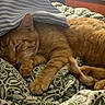 cat, orange_tabby, sleeping, bed, blanket, pillow, indoor, cozy, feline, resting, fur, paw, tail, lamp, television, wooden_furniture, striped_pillow, patterned_blanket, domestic_cat, relaxation