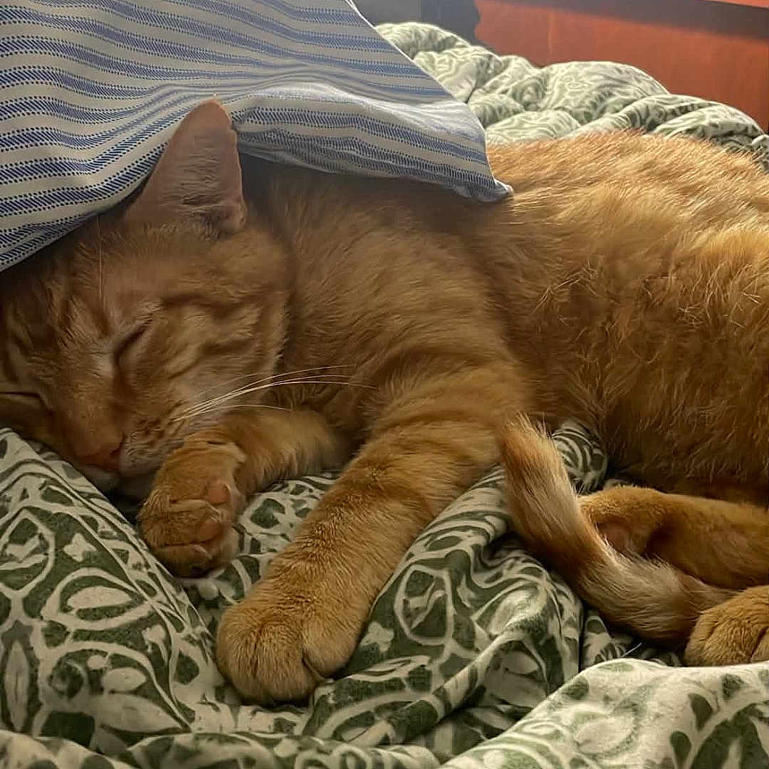 Whisky is registered to the contest to win money with this photo: cat, orange_tabby, sleeping, bed, blanket, pillow, indoor, cozy, feline, resting, fur, paw, tail, lamp, television, wooden_furniture, striped_pillow, patterned_blanket, domestic_cat, relaxation