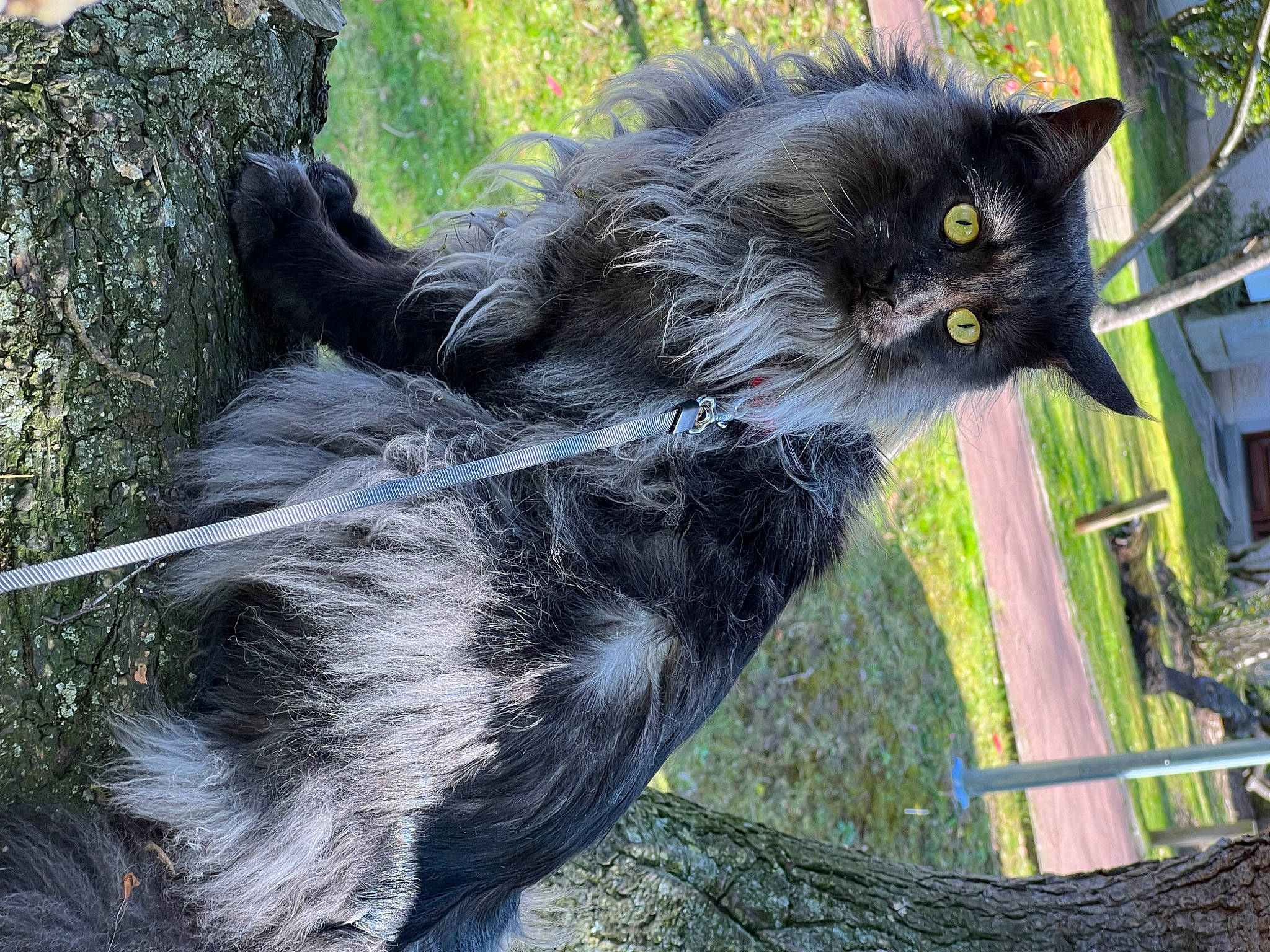 Socrate participe au concours pour gagner de l'argent avec cette photo : black_cat, canidae, carnivore, cat, claw, dog_breed, domestic_short_haired_cat, felidae, fur, grass, plant, small_to_medium_sized_cats, snout, tail, terrestrial_animal, whiskers, wildlife, window, zoo