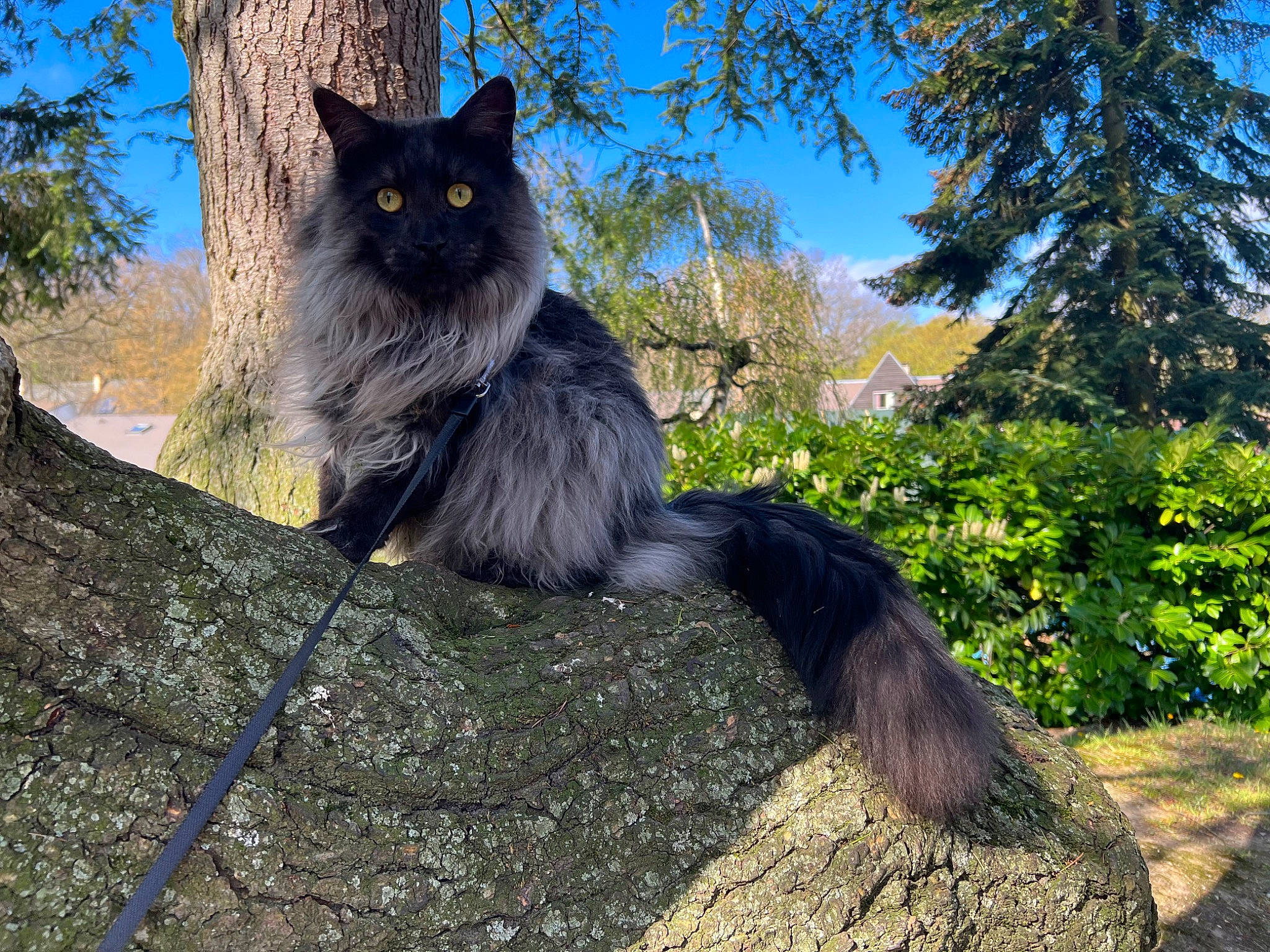 Socrate participe au concours pour gagner de l'argent avec cette photo : black_cat, branch, carnivore, cat, domestic_short_haired_cat, felidae, fur, grass, plant, sky, small_to_medium_sized_cats, snout, tail, terrestrial_animal, tree, trunk, twig, whiskers, wildlife, wood