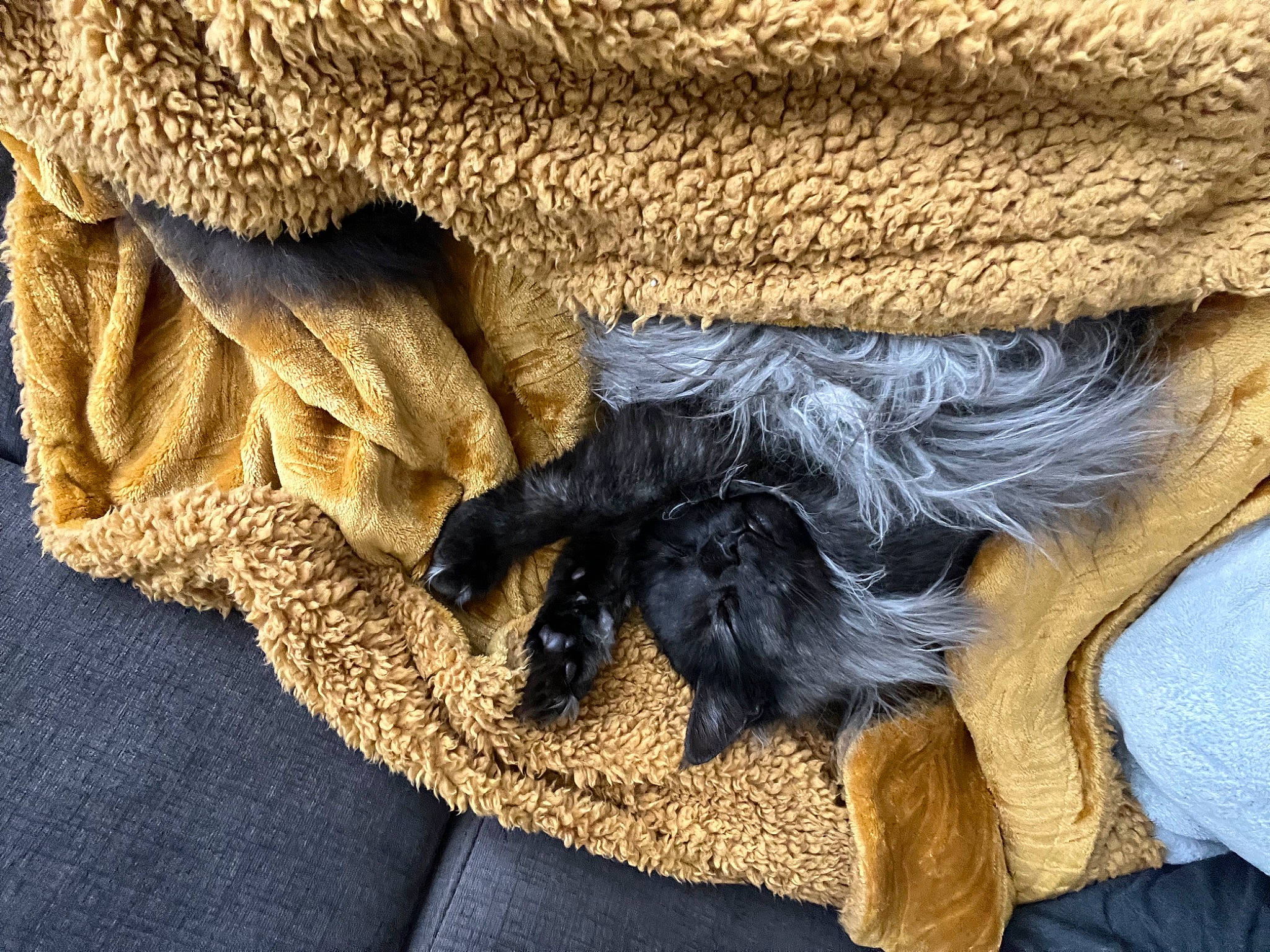 Socrate participe au concours pour gagner de l'argent avec cette photo : carnivore, close_up, comfort, companion_dog, couch, dog, dog_breed, electric_blue, fawn, gesture, hat, human_leg, linens, nail, sleeve, tail, textile, thigh, working_animal, wrist