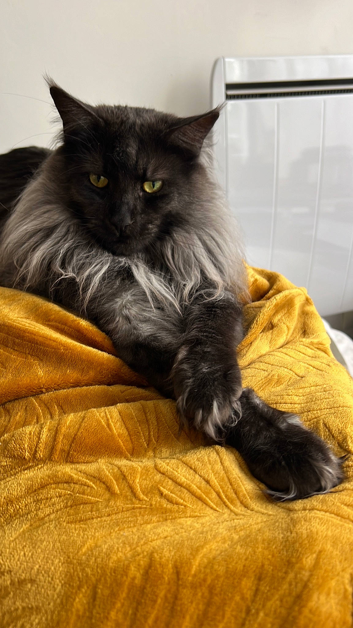 Socrate participe au concours pour gagner de l'argent avec cette photo : black_cat, british_longhair, carnivore, cat, claw, comfort, domestic_short_haired_cat, felidae, fur, grey, hardwood, paw, sitting, small_to_medium_sized_cats, snout, tail, terrestrial_animal, whiskers