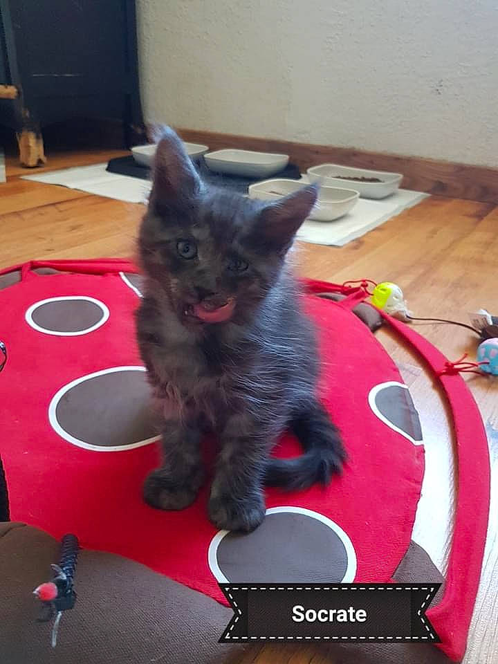 Socrate a rejoint le concours — aidez-le/la à gagner de superbes lots ! black_cat, bombay, carmine, carnivore, cat, cat_supply, cat_toy, claw, comfort, domestic_short_haired_cat, felidae, flooring, fur, houseplant, paw, russian_blue, small_to_medium_sized_cats, snout, tail, whiskers