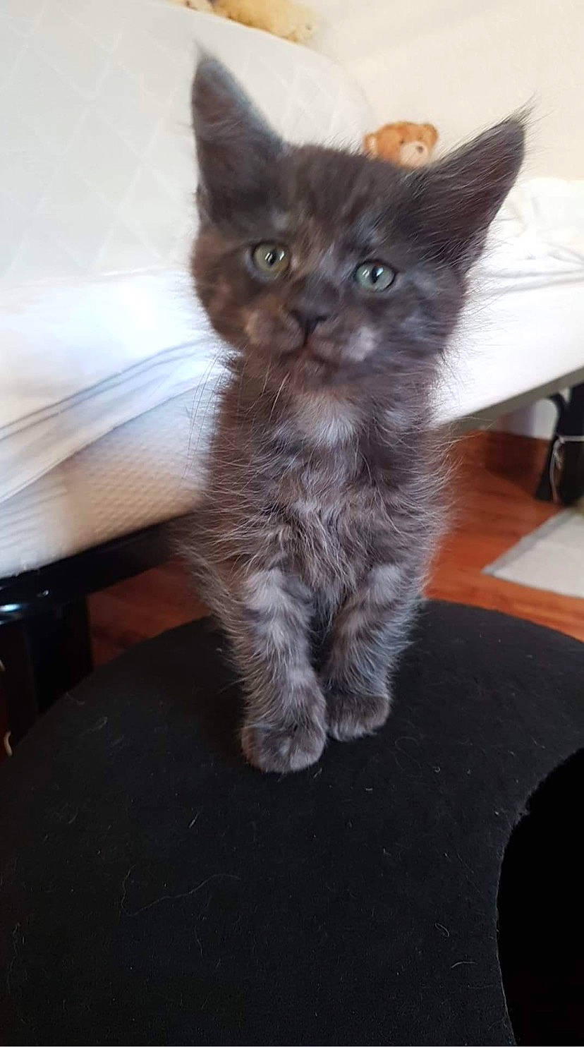 Socrate participe au concours pour gagner de l'argent avec cette photo : black_cat, carnivore, cat, chartreux, claw, comfort, domestic_short_haired_cat, fawn, felidae, flooring, fur, grey, hardwood, paw, sitting, small_to_medium_sized_cats, snout, tail, whiskers, wood