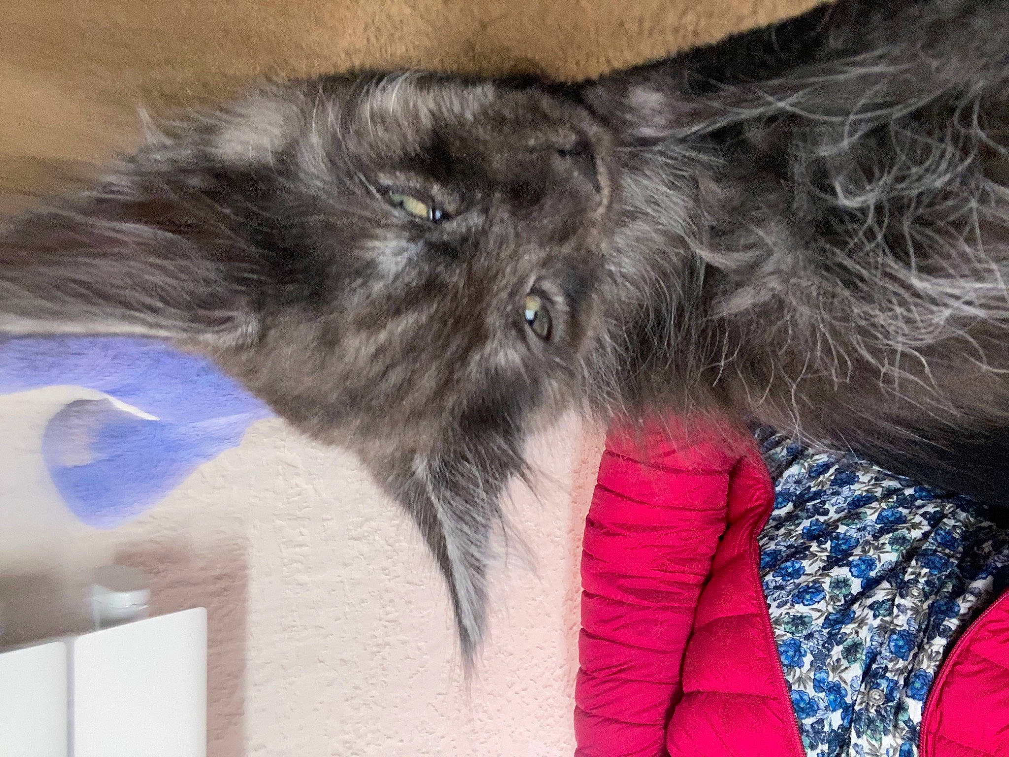 Socrate participe au concours pour gagner de l'argent avec cette photo : carnivore, cat, claw, comfort, companion_dog, dog_breed, electric_blue, eye, fawn, felidae, fur, grey, head, liver, paw, small_to_medium_sized_cats, snout, tail, terrestrial_animal, whiskers