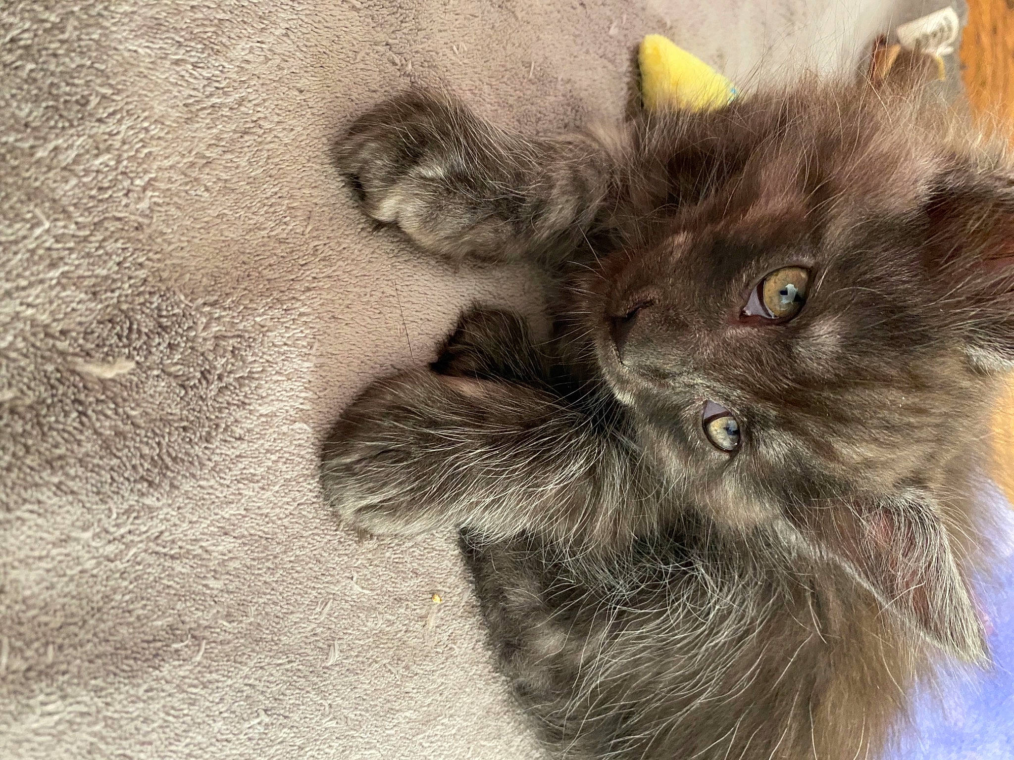 Socrate participe au concours pour gagner de l'argent avec cette photo : black_cat, british_longhair, carnivore, cat, claw, comfort, domestic_short_haired_cat, eye, fawn, felidae, fur, grey, liver, paw, small_to_medium_sized_cats, snout, tail, terrestrial_animal, whiskers