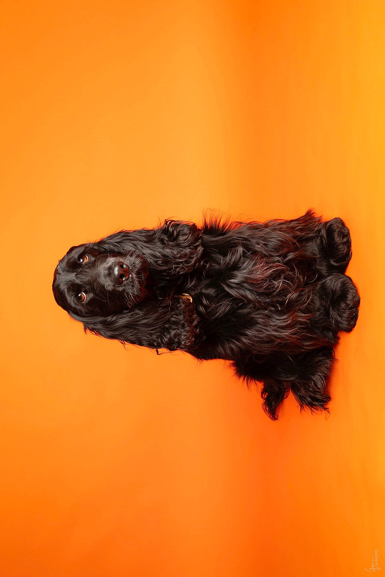 Angie a rejoint le concours — aidez-le/la à gagner de superbes lots ! animal, belly_up, black_dog, canine, close_up, colorful, dog, fluffy, funny, long_hair, lying_down, orange_background, paws, pet, photography, playful, portrait, relaxed, shaggy_fur, studio_photo