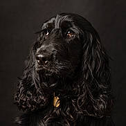 Angie participe au concours pour gagner de l'argent avec cette photo : dog, black_dog, portrait, studio, long_hair, curly_fur, floppy_ears, brown_eyes, shiny_coat, collar, dog_tag, canine, pet, animal, close_up, moody_lighting, dark_background, looking_up, professional_photography, sitting
