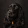 dog, black_dog, portrait, studio, long_hair, curly_fur, floppy_ears, brown_eyes, shiny_coat, collar, dog_tag, canine, pet, animal, close_up, moody_lighting, dark_background, looking_up, professional_photography, sitting