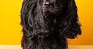 Angie participe au concours pour gagner de l'argent avec cette photo : dog, black_dog, long_hair, shaggy_fur, floppy_ears, portrait, studio, yellow_background, sitting, animal, pet, canine, fur, dark_coat, front_view, closeup, indoor, wooden_floor, photography, serious_expression