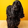 dog, black_dog, long_hair, shaggy_fur, floppy_ears, portrait, studio, yellow_background, sitting, animal, pet, canine, fur, dark_coat, front_view, closeup, indoor, wooden_floor, photography, serious_expression