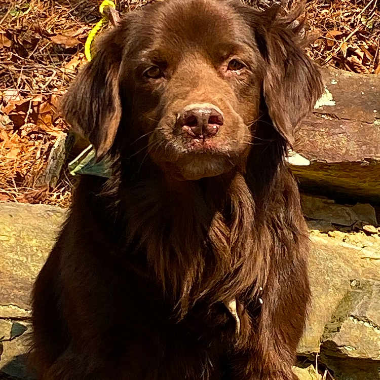 Chewbacca is registered to the contest to win money with this photo: animal, art, ball, canine, cockerspaniel, collage, dog, goldenretriever, hound, labradorretriever, outdoors, person, pet, puppy, rock, snout, sport, tennis, tennisball, text