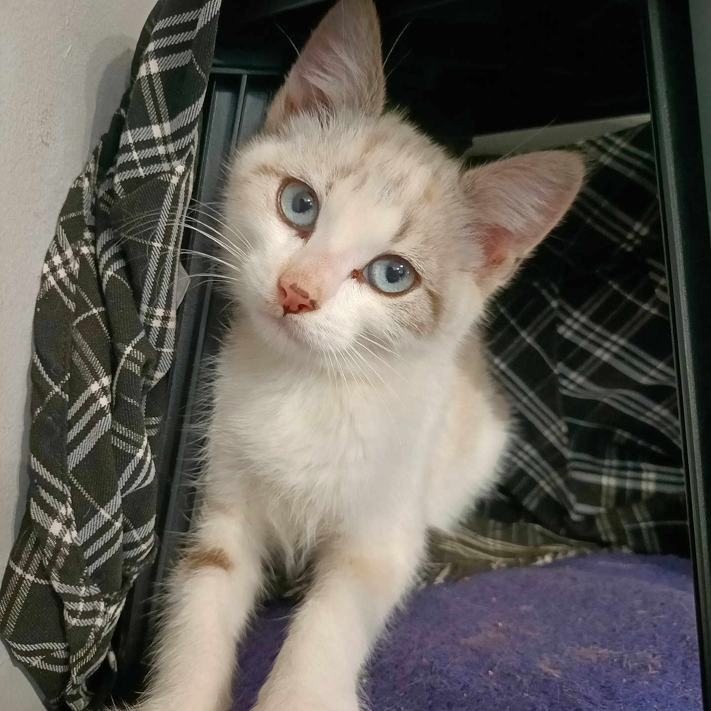 Ruby participe au concours pour gagner de l'argent avec cette photo : animal, blue_eyes, cat, close_up, cloth, curious, cute, domestic, feline, fur, indoor, kitten, paws, pet, plaid, purple, soft, stretching, whiskers, young