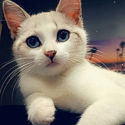 Ruby a rejoint le concours — aidez-le/la à gagner de superbes lots ! cat, white_cat, blue_eyes, close_up, cute, pet, whiskers, feline, paw, indoor, portrait, animal, fur, heart_icon, night, stars, soft_light, blurred_background, sunset, palm_trees