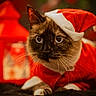 Tina participe au concours pour gagner de l'argent avec cette photo : cat, santa_hat, christmas_costume, festive, holiday, pet, animal, blue_eyes, fur, whiskers, cute, indoors, portrait, red, white, soft_lighting, holiday_decor, cozy, close_up, celebration