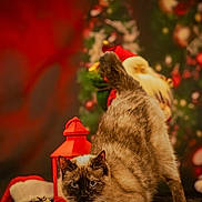 Tina participe au concours pour gagner de l'argent avec cette photo : cat, siamese, stretching, christmas, holiday, red_lantern, pine_cones, santa_figurine, decorations, festive, indoor, feline, fur, blue_eyes, black_surface, blurred_background, cozy, cute, pet, animal