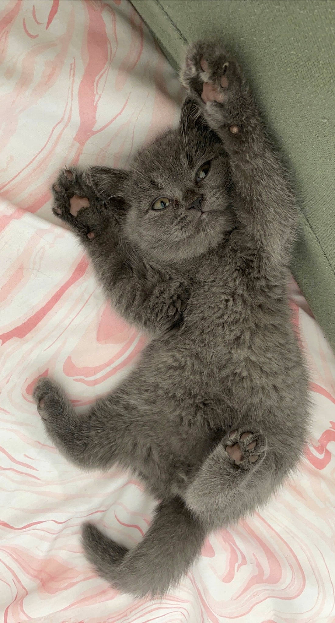 Blue joined the competition — help win amazing prizes! carnivore, cat, claw, comfort, domestic_short_haired_cat, felidae, fur, gesture, grey, paw, small_to_medium_sized_cats, snout, tail, terrestrial_animal, whiskers