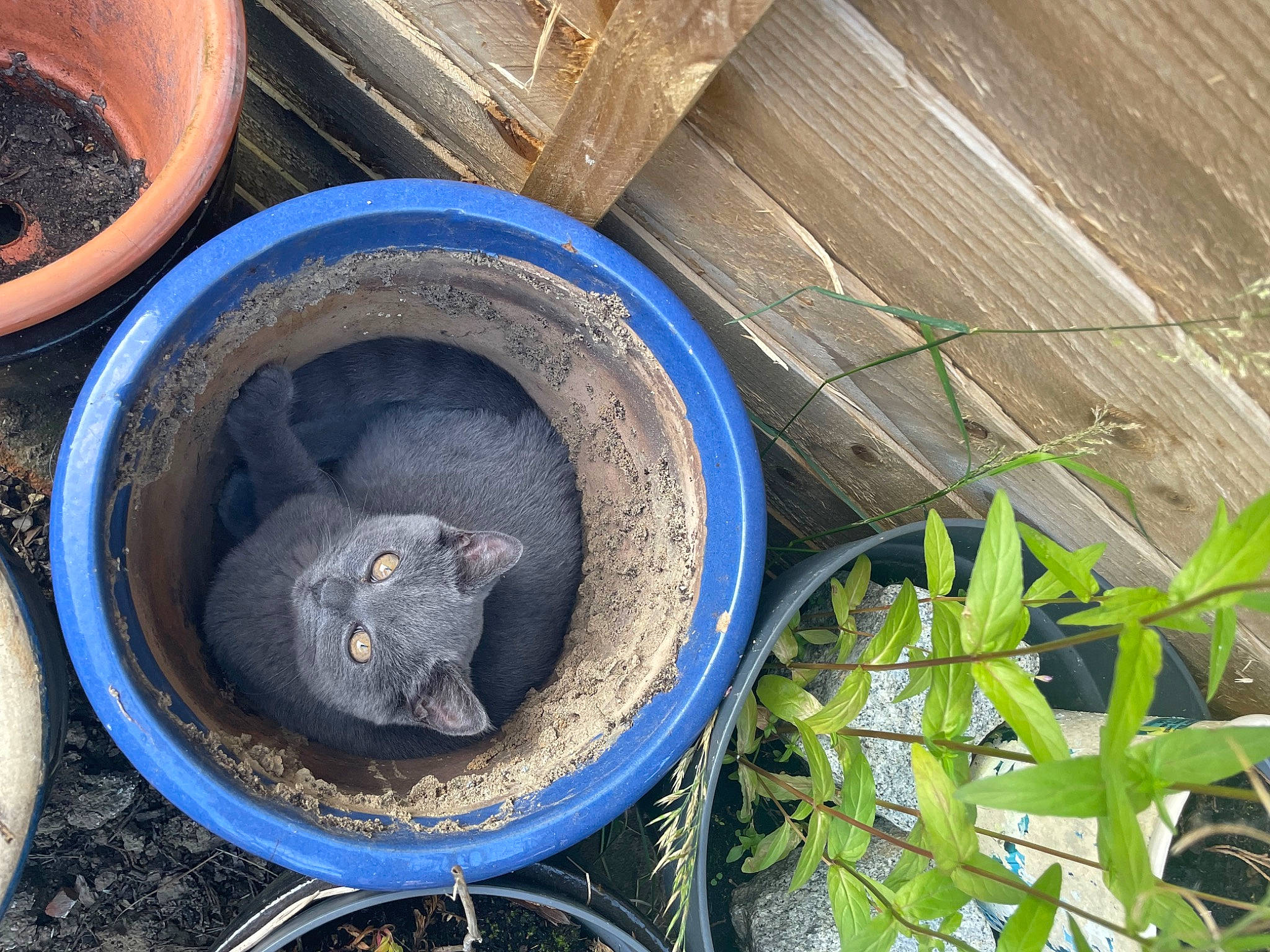 Blue joined the competition — help win amazing prizes! auto_part, automotive_tire, automotive_wheel_system, carnivore, cat, circle, drainage, electric_blue, felidae, flowerpot, grass, houseplant, plant, rim, small_to_medium_sized_cats, soil, spoke, terrestrial_plant, whiskers, wood