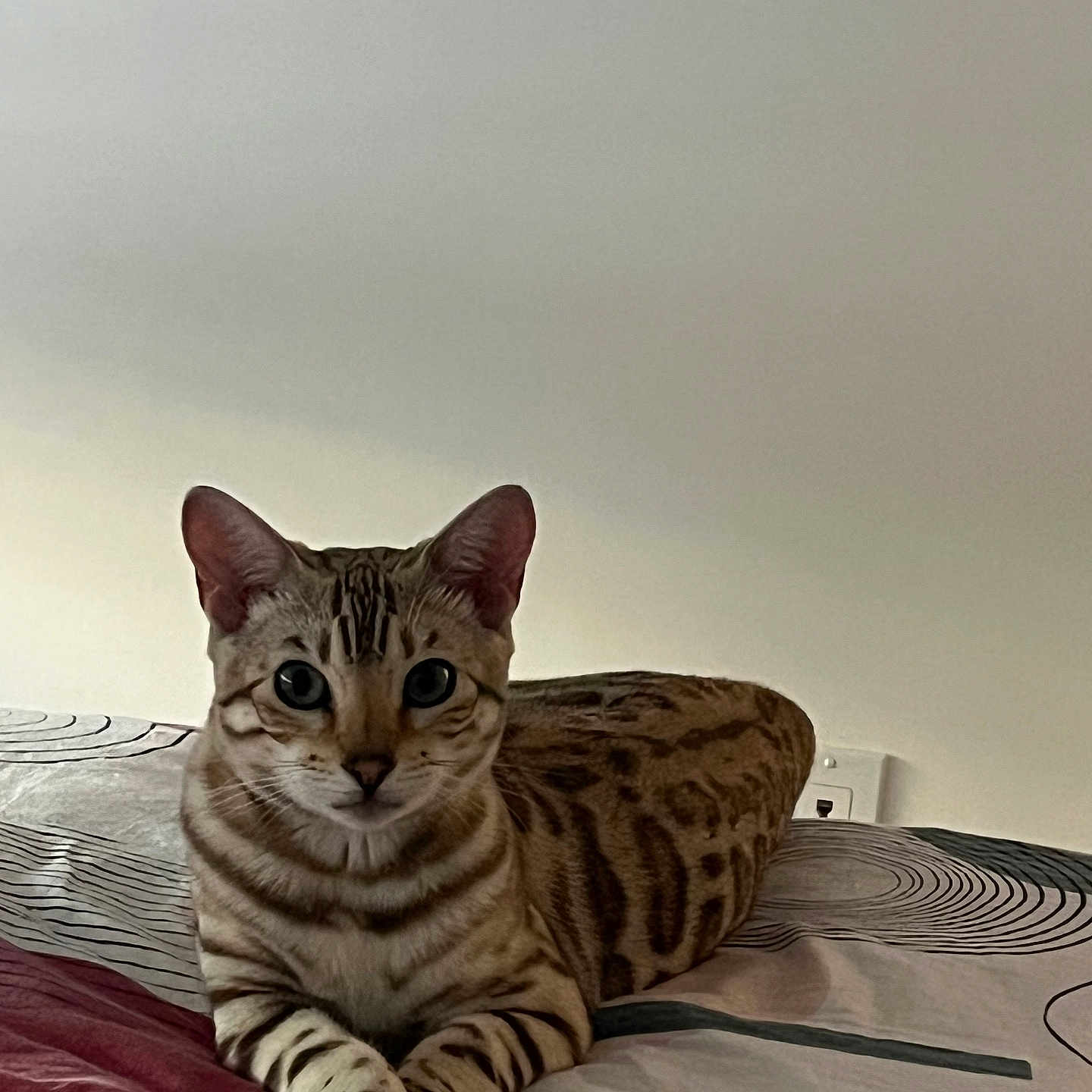 Mia a rejoint le concours — aidez-le/la à gagner de superbes lots ! abyssinian, animal, back, bed, bedroom, blanket, bodypart, cat, couch, cushion, egyptiancat, furniture, homedecor, indoors, kitten, manx, ocelot, pet, room, tiger