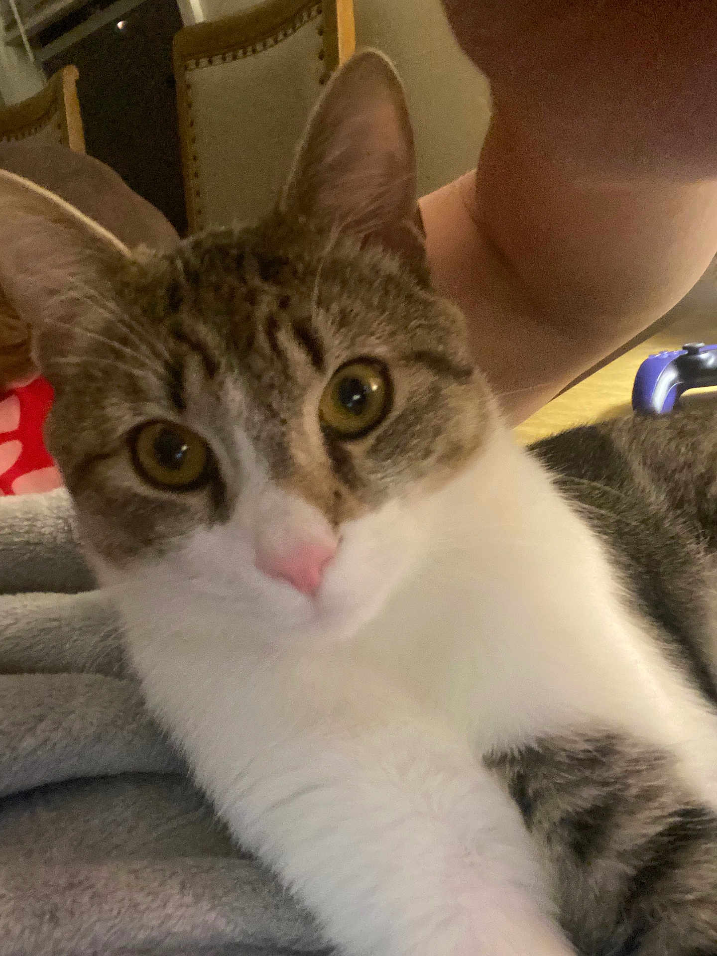 Nala